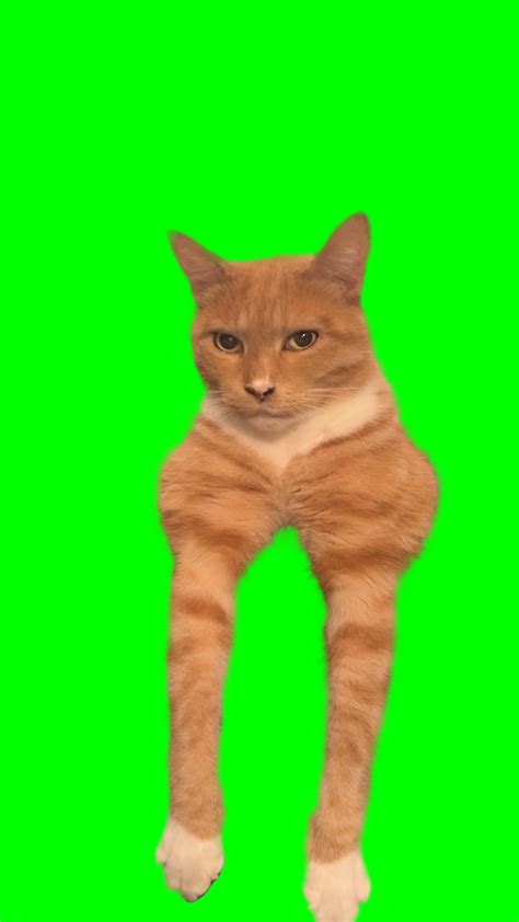 orange cat mewing